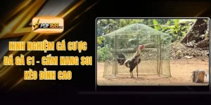 Kinh Nghiệm Cá Cược Đá Gà C1 - Cẩm Nang Soi Kèo Đỉnh Cao